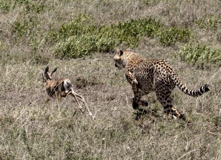 Cheetah Chasing Prey