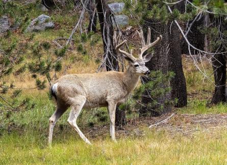 Tuolumne Stag