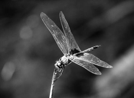 Kakadu Dragonfly