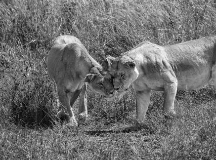 Lion Kiss