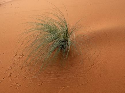 Sahara Grass Swirl