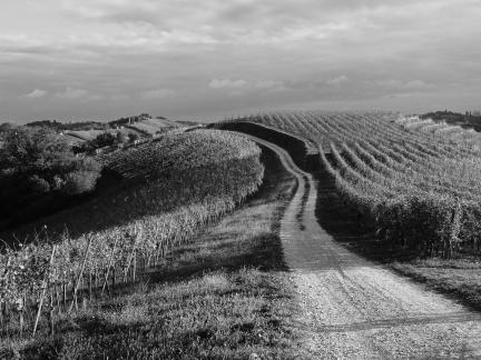 Evening Sun in Vineyard