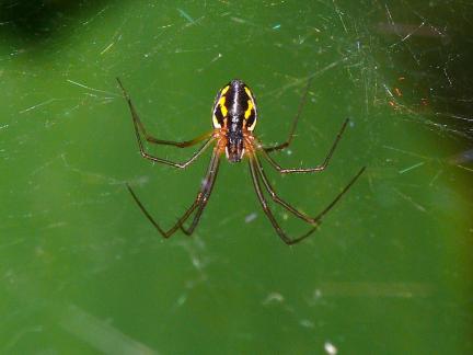 Spider above a Leaf