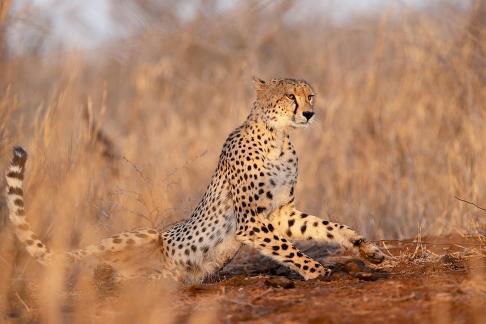 Cheetah in on