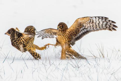 Owl Fighting Harrier 3