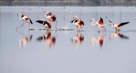 Singing and dancing flamingos