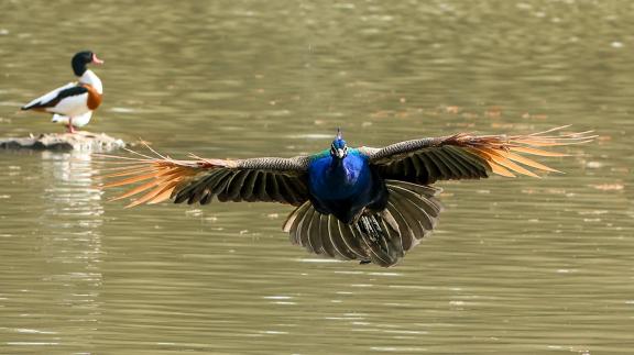 Peacock flies on the water