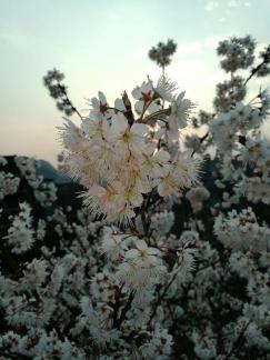 Beautiful flowers