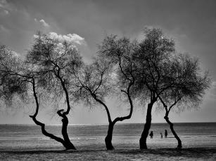 family and trees