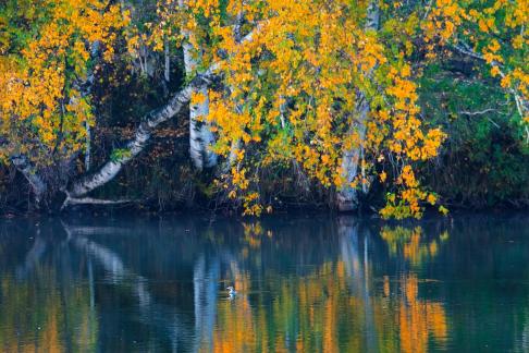 Trees and the lake