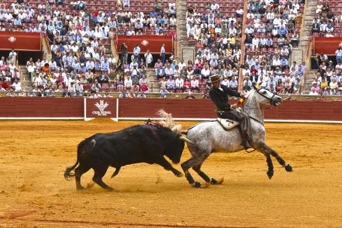 Toro y caballo