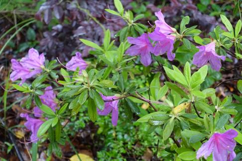 azalea 1
