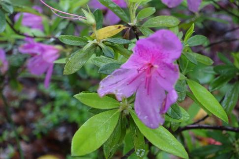 azalea 2