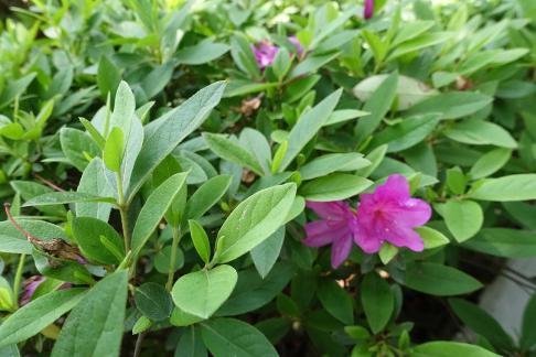 azalea 3