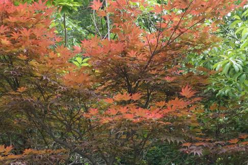 maple 1
