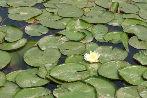 lotus 1