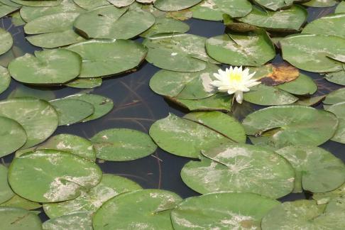 lotus 2