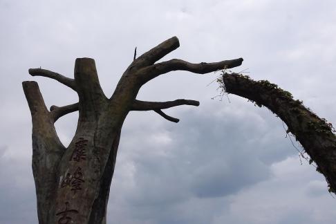 Ancient trees