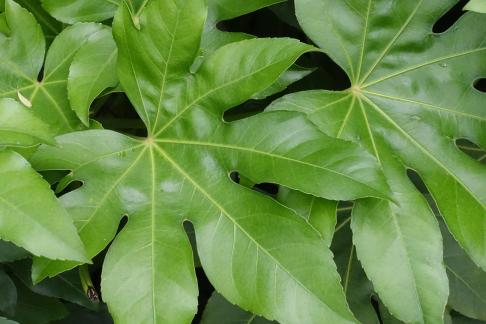 fatsia japonica 2