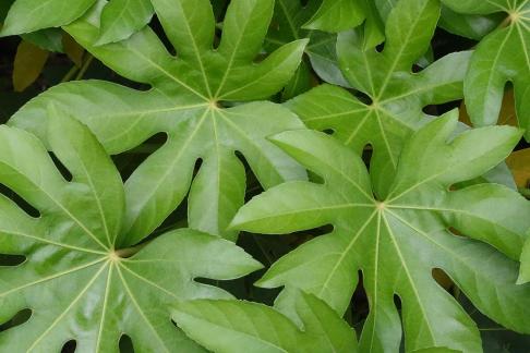 fatsia japonica 3