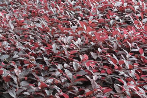 Loropetalum chinense var rubrum