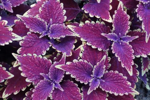 coleus scutellarioides 2
