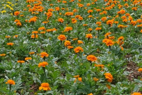 Tagetes erecta 1