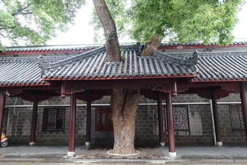 Tree penetration