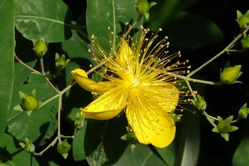 Hypericum 1