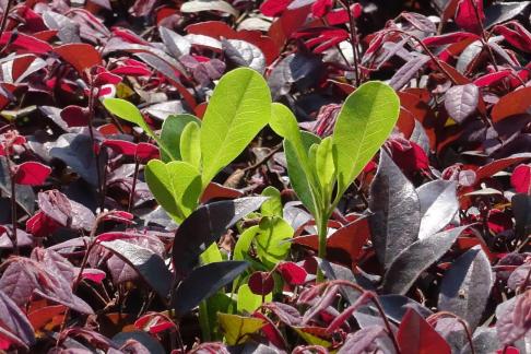 Red leaves and green buds