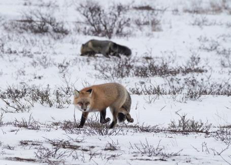 Two foxes