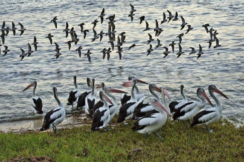 in flocks