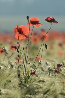 Poppies