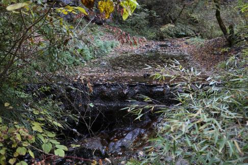 In the mountains and forests 1