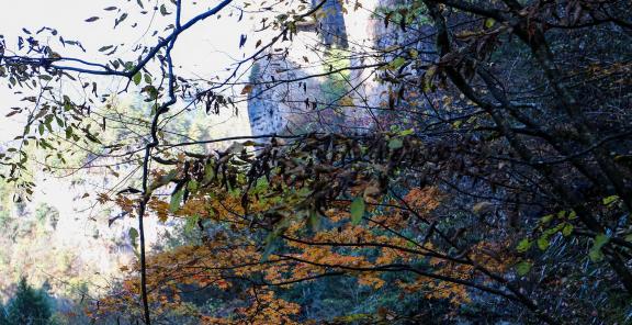 In the mountains and forests 2