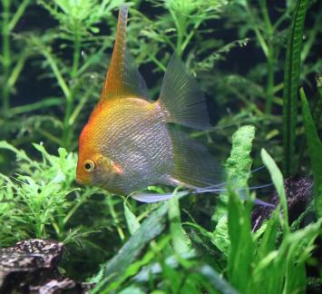 angelfish 1