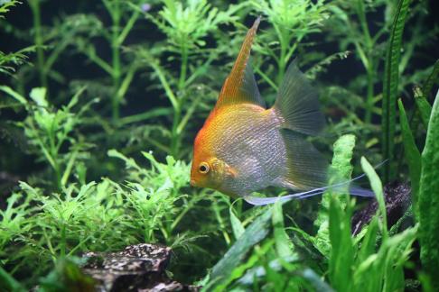 angelfish 2