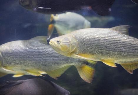 Golden River Tiger 1