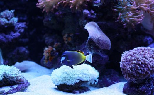 Surgeonfish 1