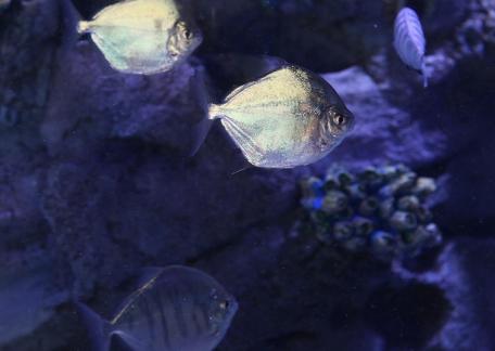 Metynnis hypsauchen  1