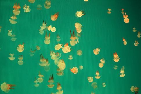 jellyfish 7