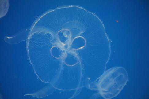 jellyfish 8