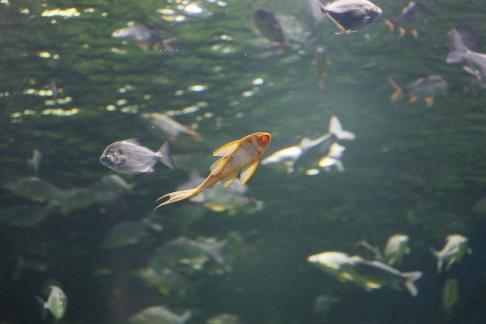 Yellow scavenger fish 9