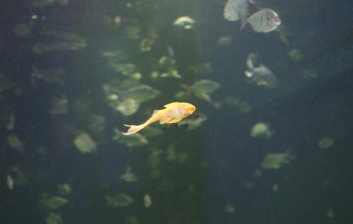 Yellow scavenger fish 10