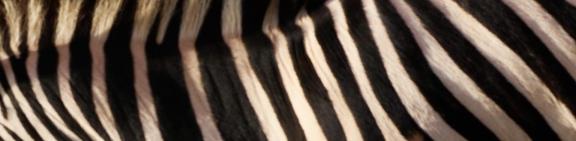zebra 13