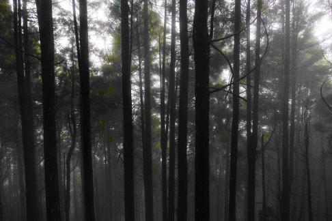 Green curtain hanging clouds 5
