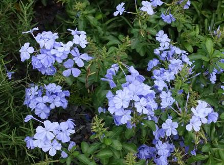 Blue snow and stars 1