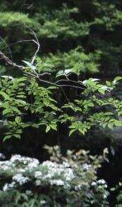 Thick greenery in the mountains 9