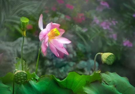 Lotus flowers