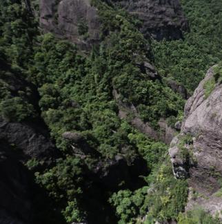 Mountain vegetation 9